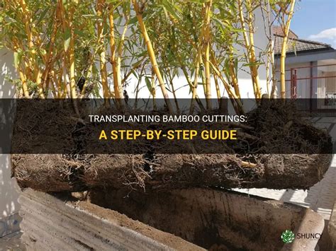 How To Transplant Bamboo: A Step.